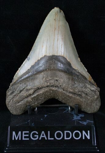 Megalodon Tooth - North Carolina #13271